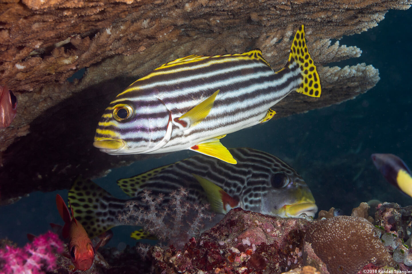 Plectorhinchus vittatus (Oriental Sweetlips)