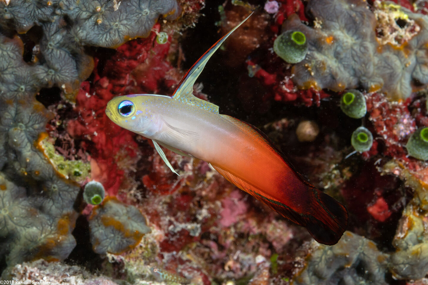 Nemateleotris magnifica (Fire Dartfish)
