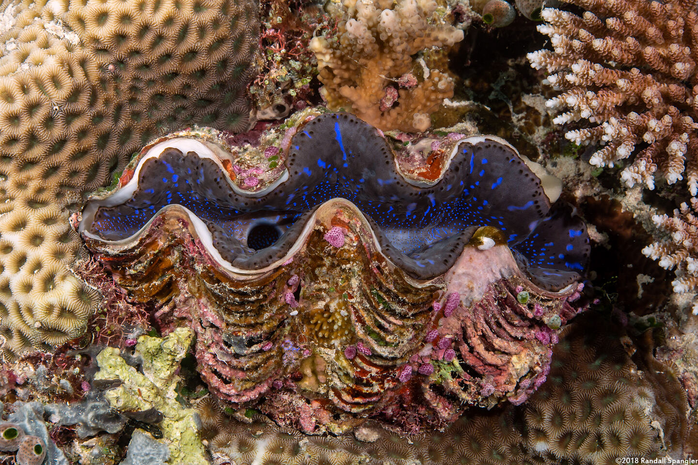 Tridacna squamosa (Fluted Giant Clam)