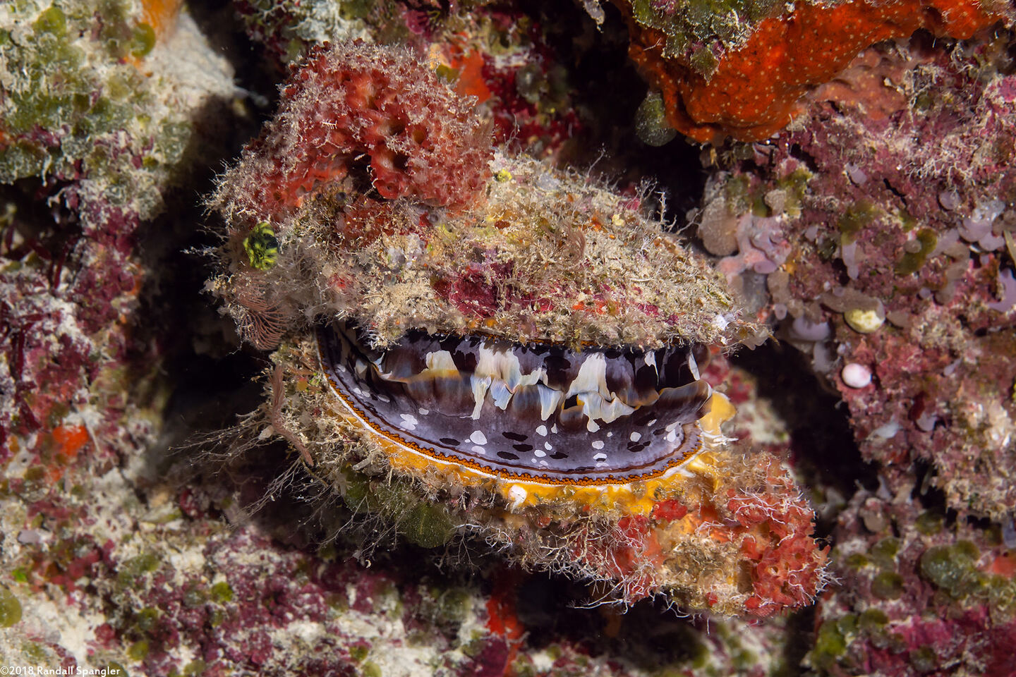 Spondylus varius (Variable Thorny Oyster)