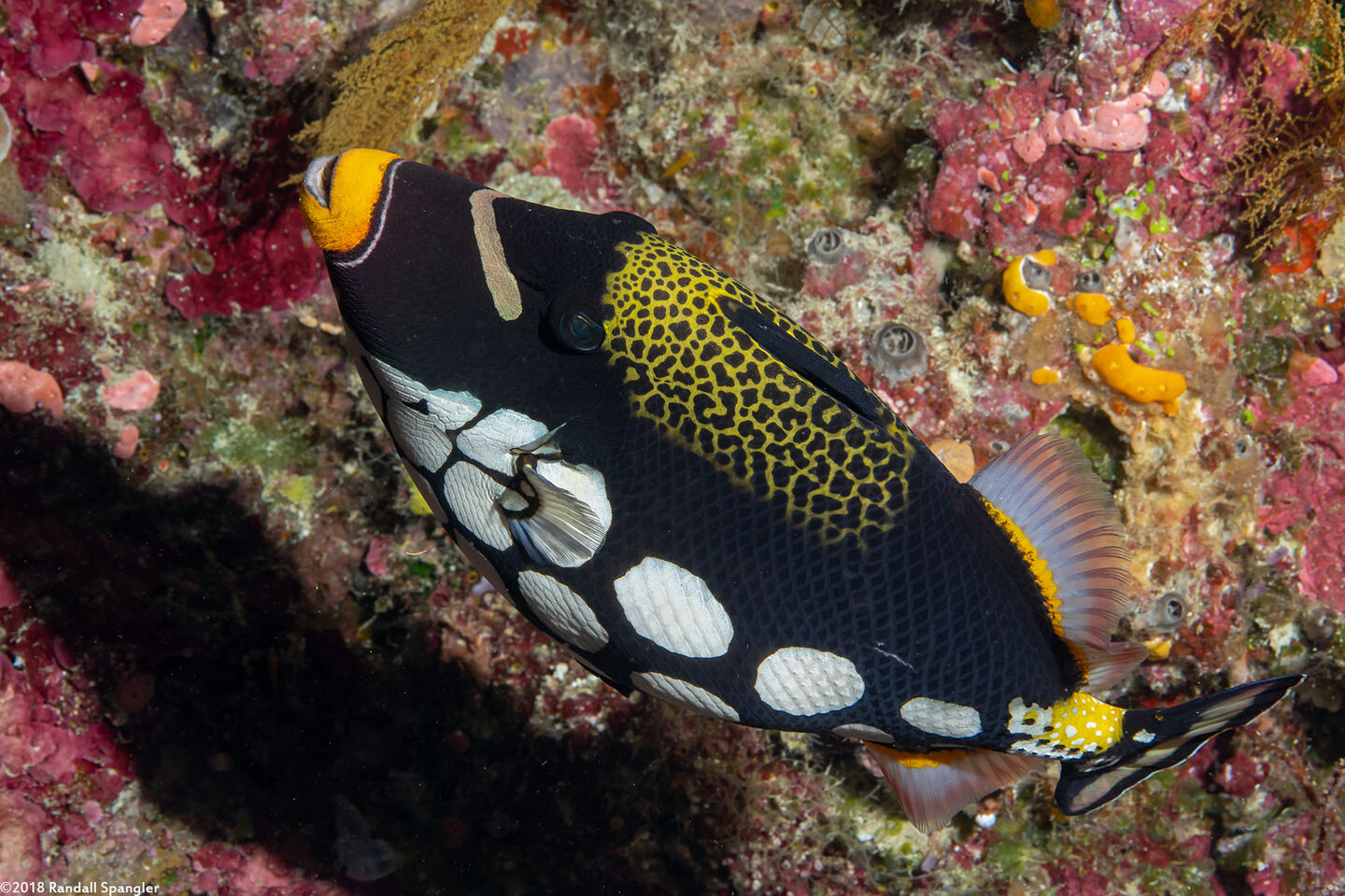 Balistoides conspicillum (Clown Triggerfish)