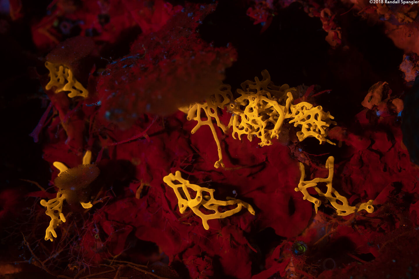 Halichondria sp.1 (Halichondria sp.1)