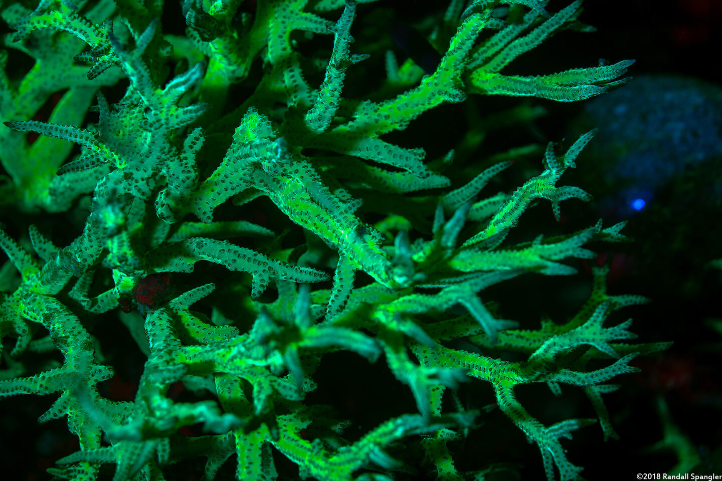 Seriatopora aculeata (Seriatopora Aculeata)