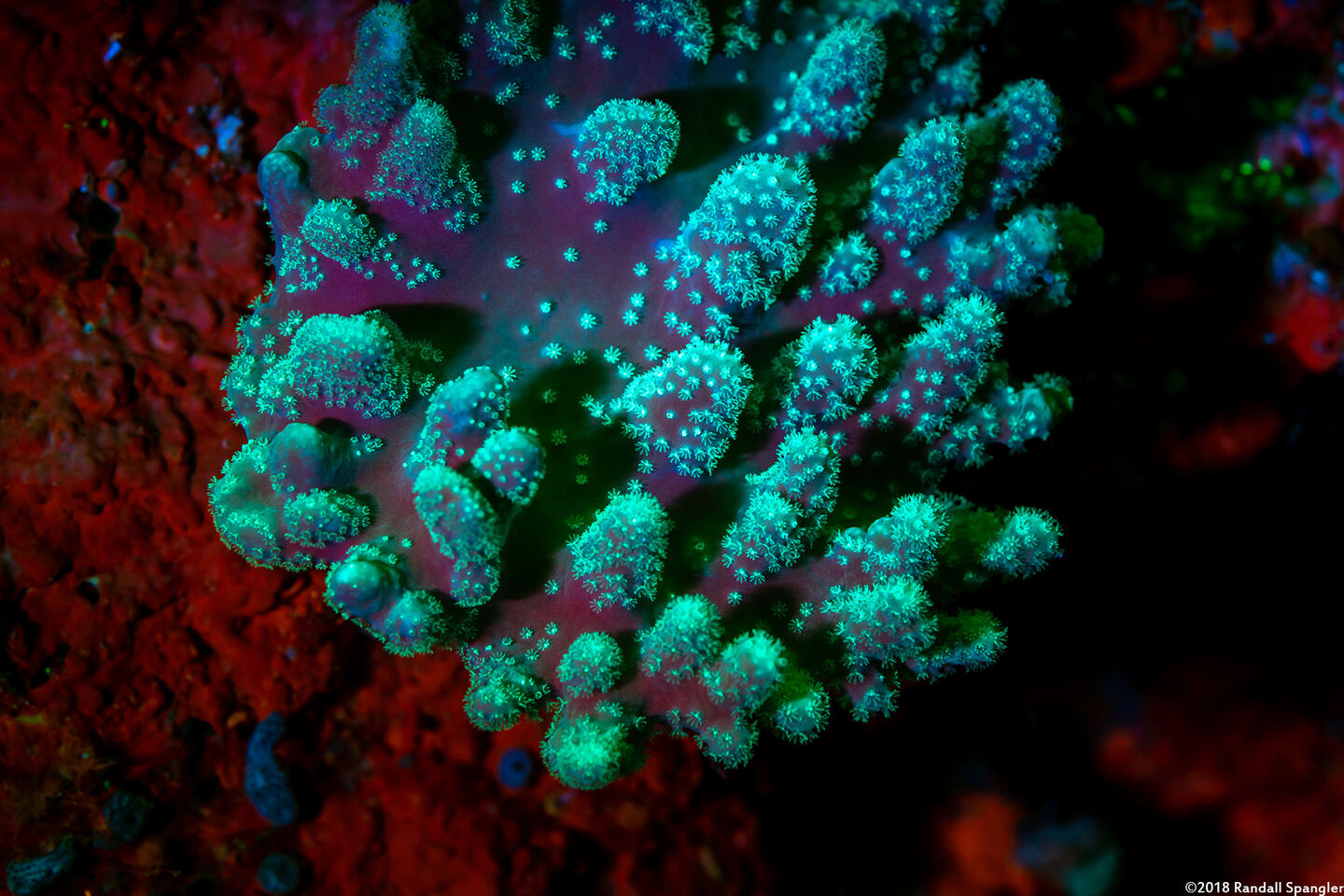 Sinularia sp.1 (Leather Coral)