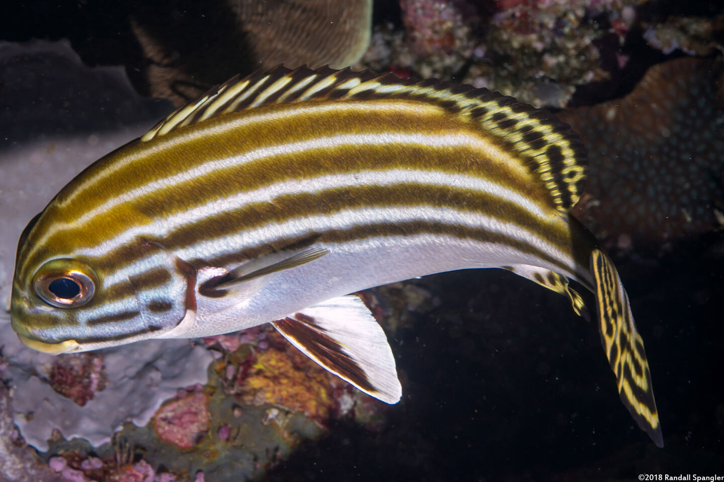 Plectorhinchus lessonii (Striped Sweetlips)