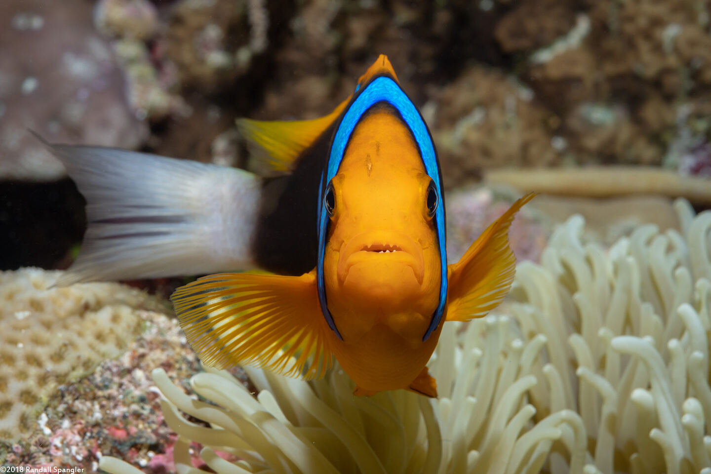 Amphiprion chrysopterus (Orangefin Anemonefish)