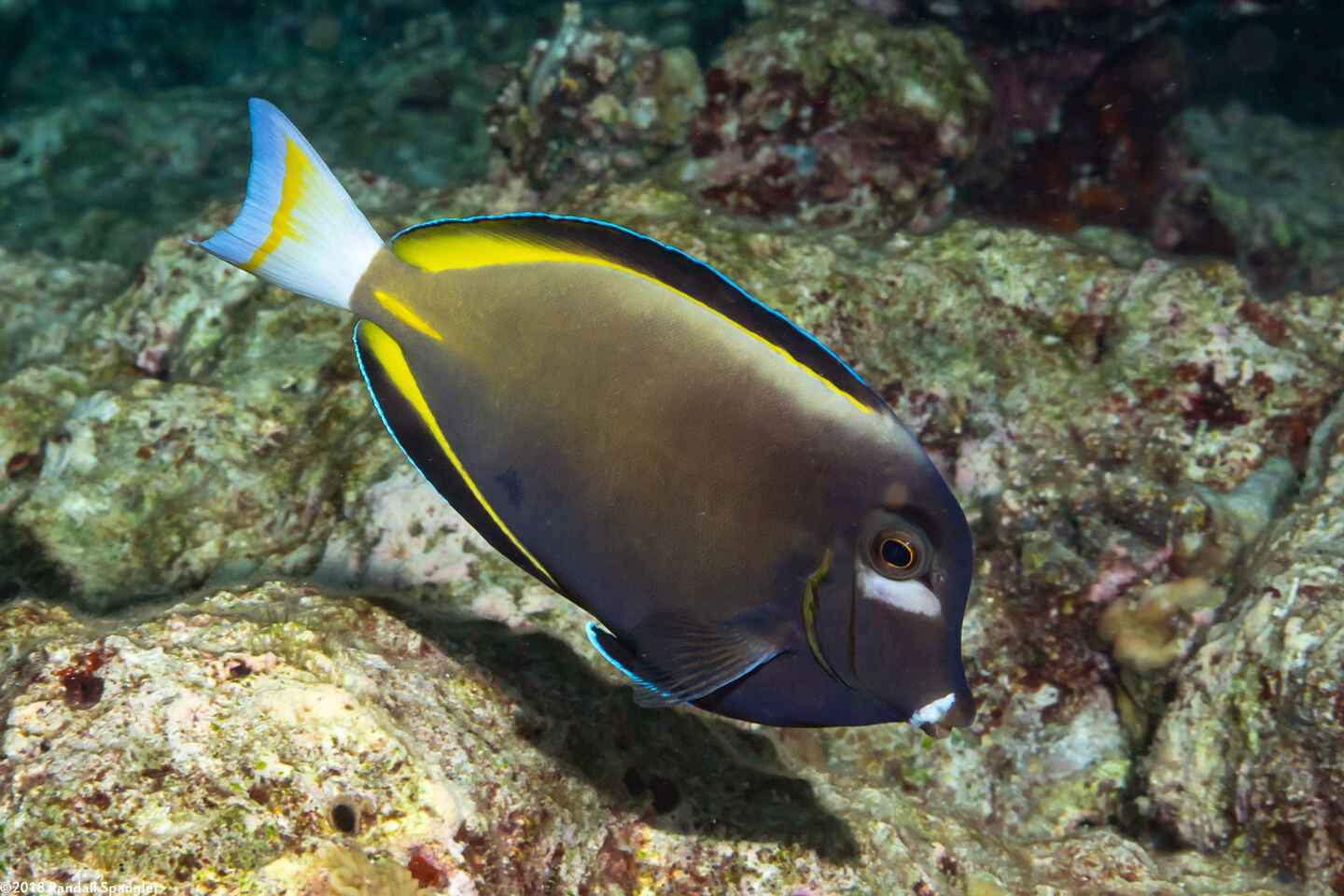 Acanthurus nigricans (Whitecheek Surgeonfish)