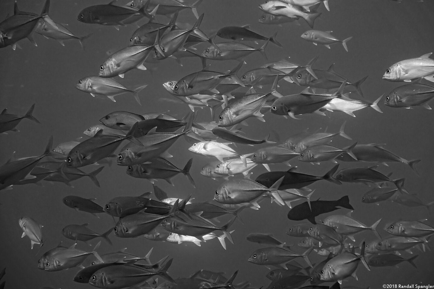 Caranx sexfasciatus (Bigeye Trevally)