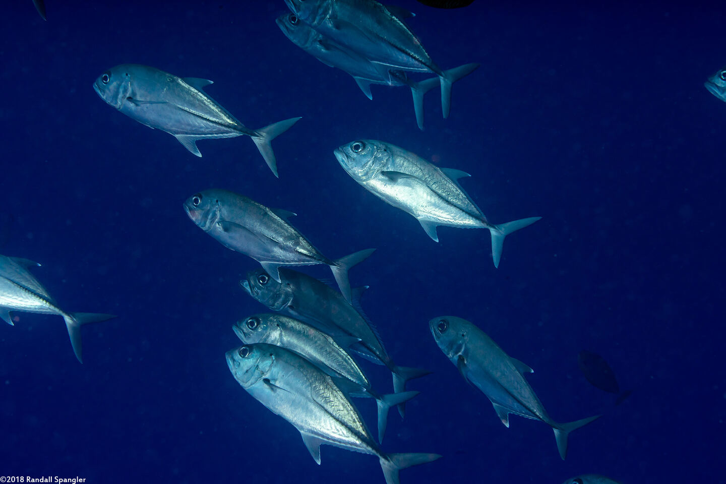 Caranx sexfasciatus (Bigeye Trevally)