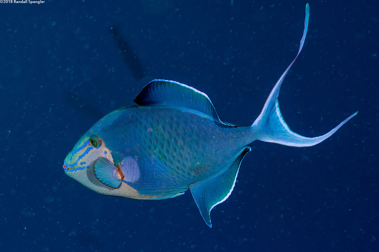 Odonus niger (Redtooth Triggerfish)