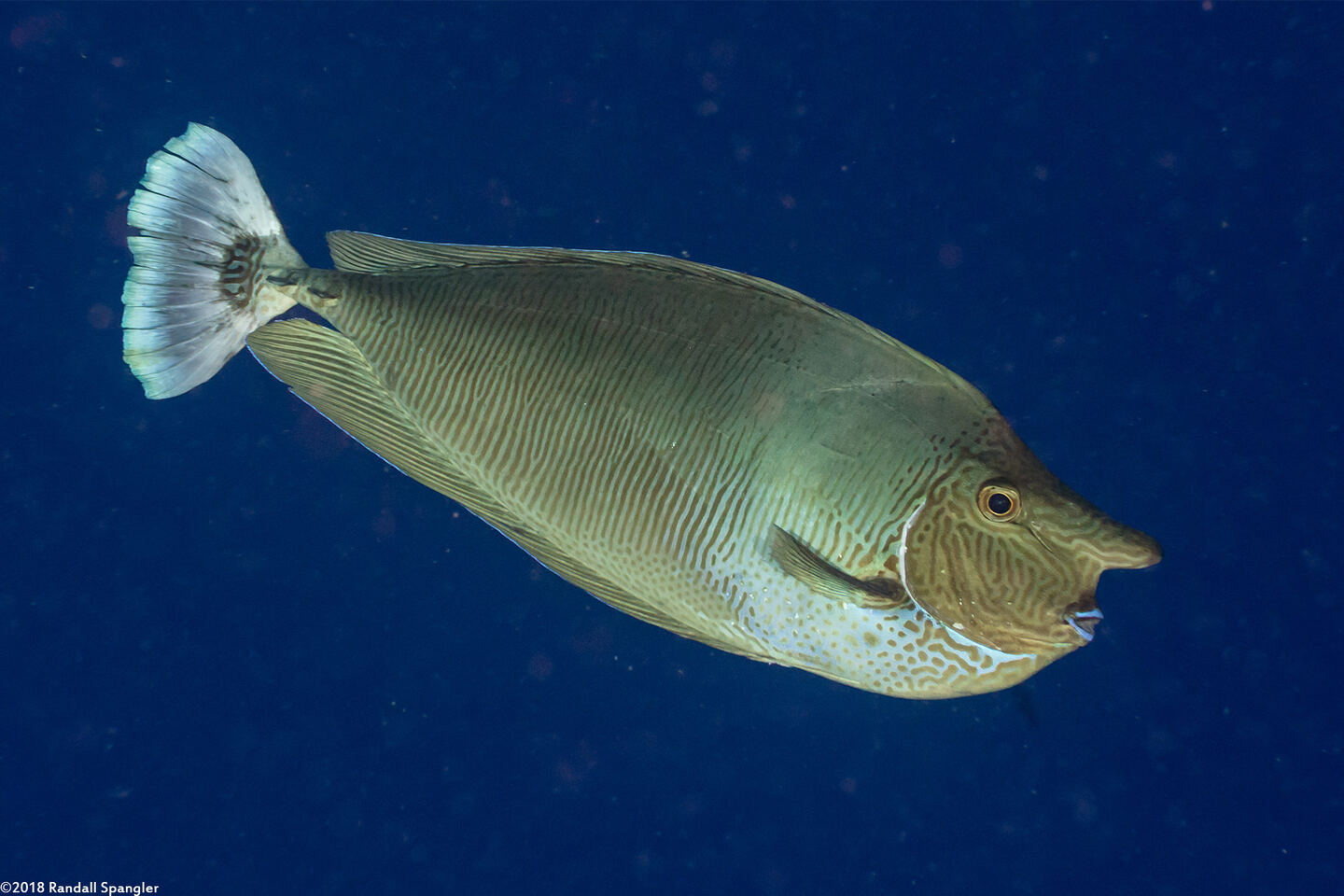 Naso brevirostris (Paletail Unicornfish)