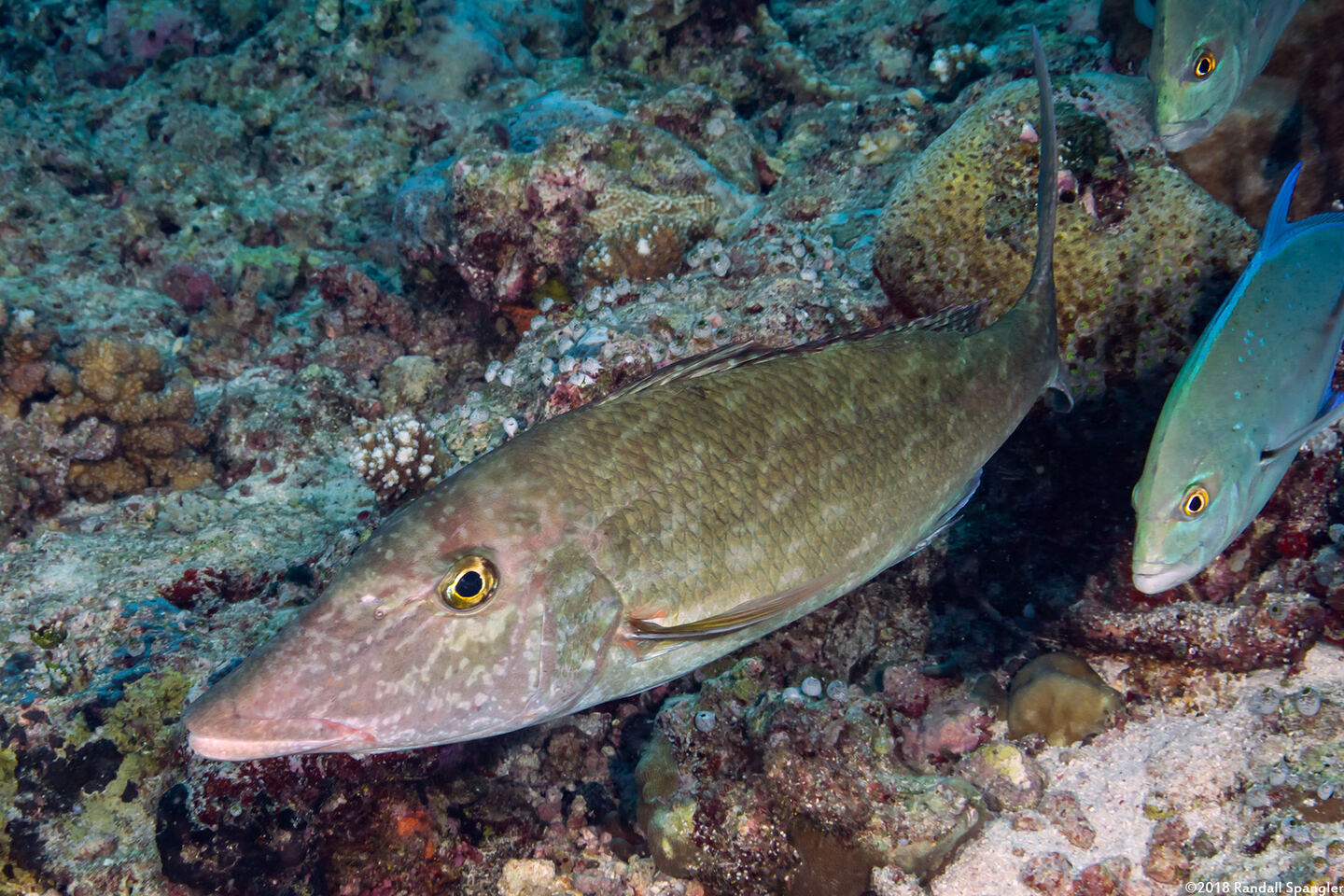 Lethrinus olivaceus (Longface Emperor)