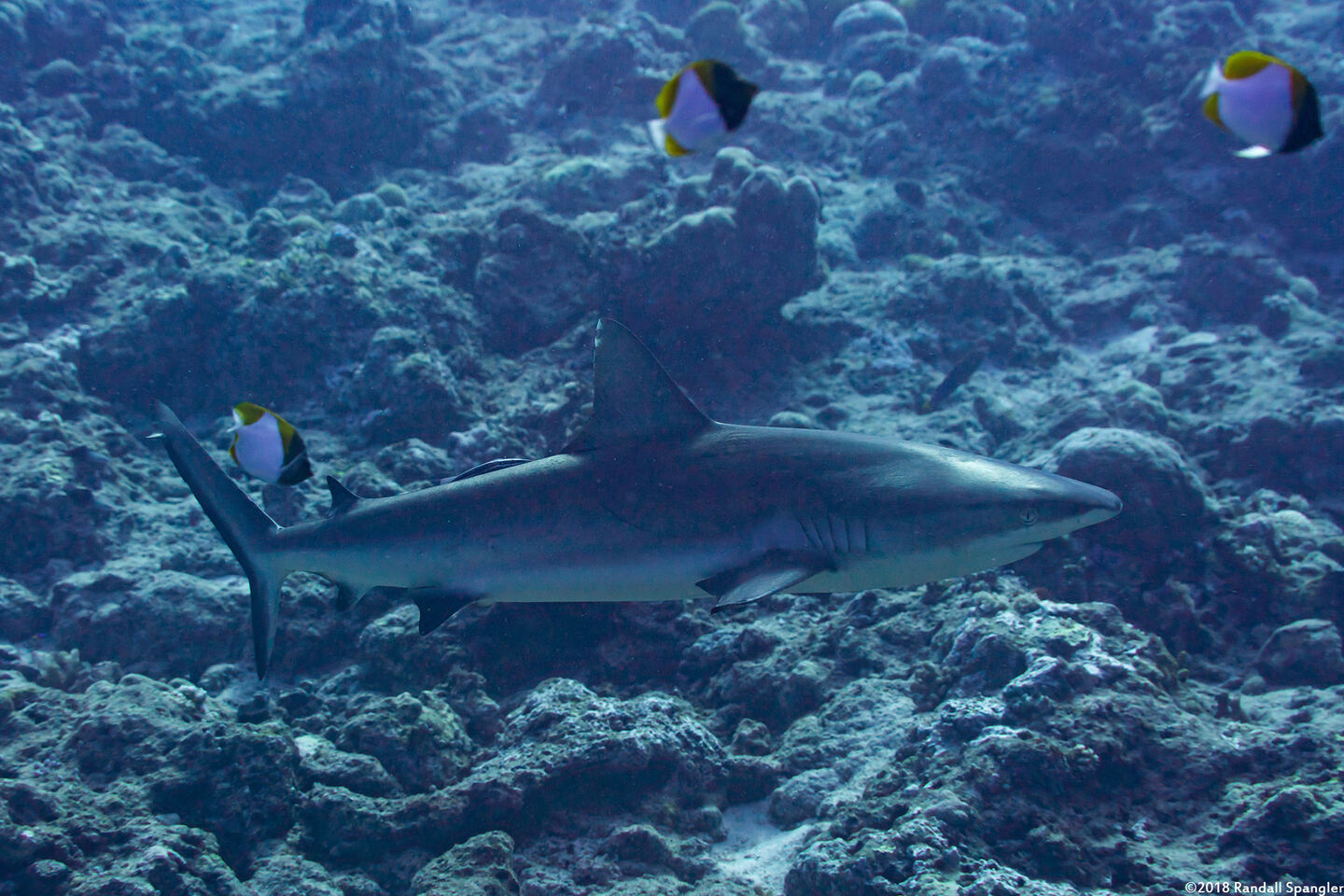 Carcharhinus amblyrhynchos (Gray Reef Shark)