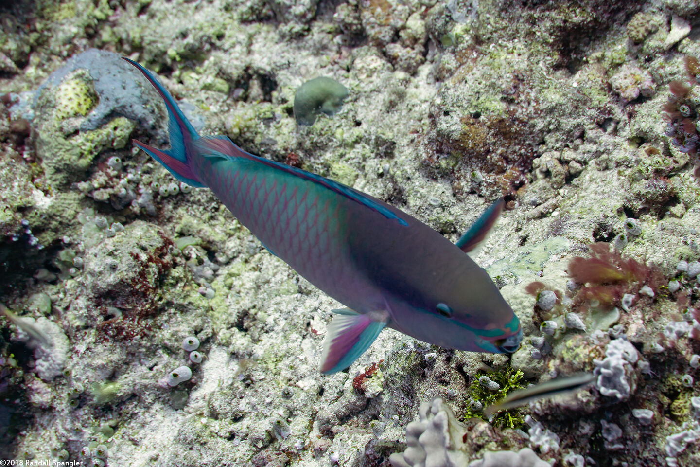 Scarus forsteni (Bluepatch Parrotfish)