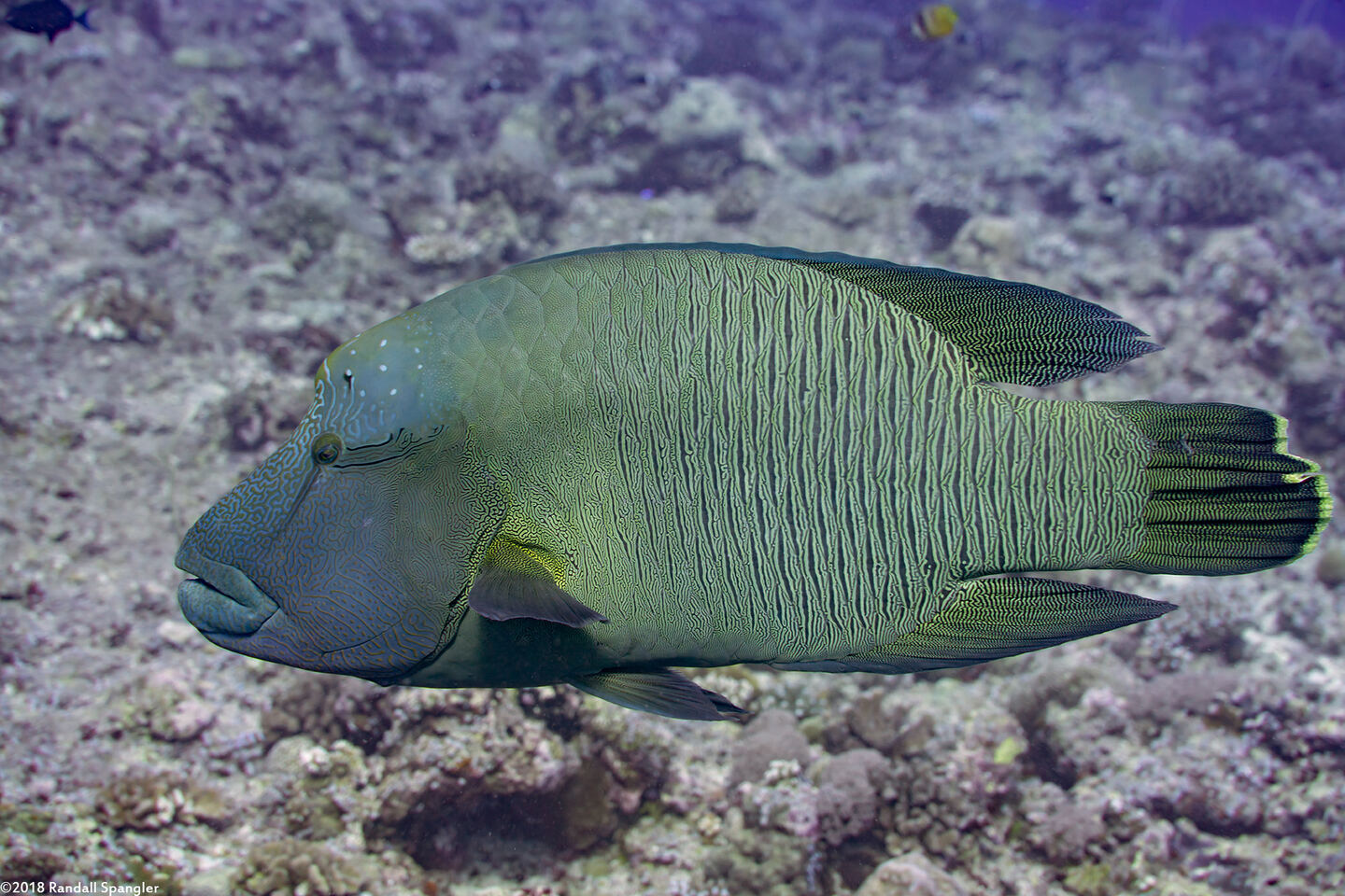 Cheilinus undulatus (Humphead Wrasse)