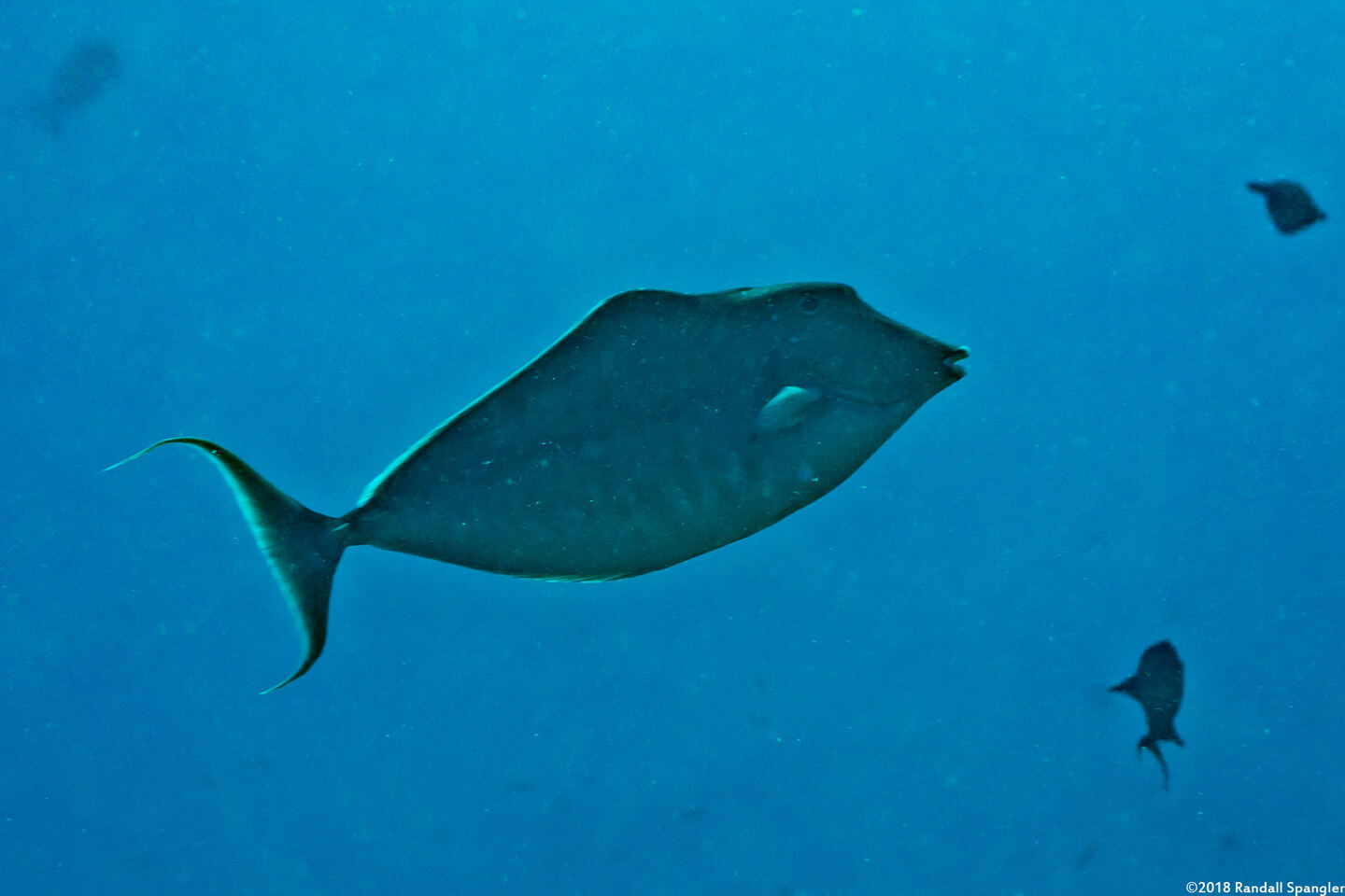 Naso brachycentron (Humpback Unicornfish)