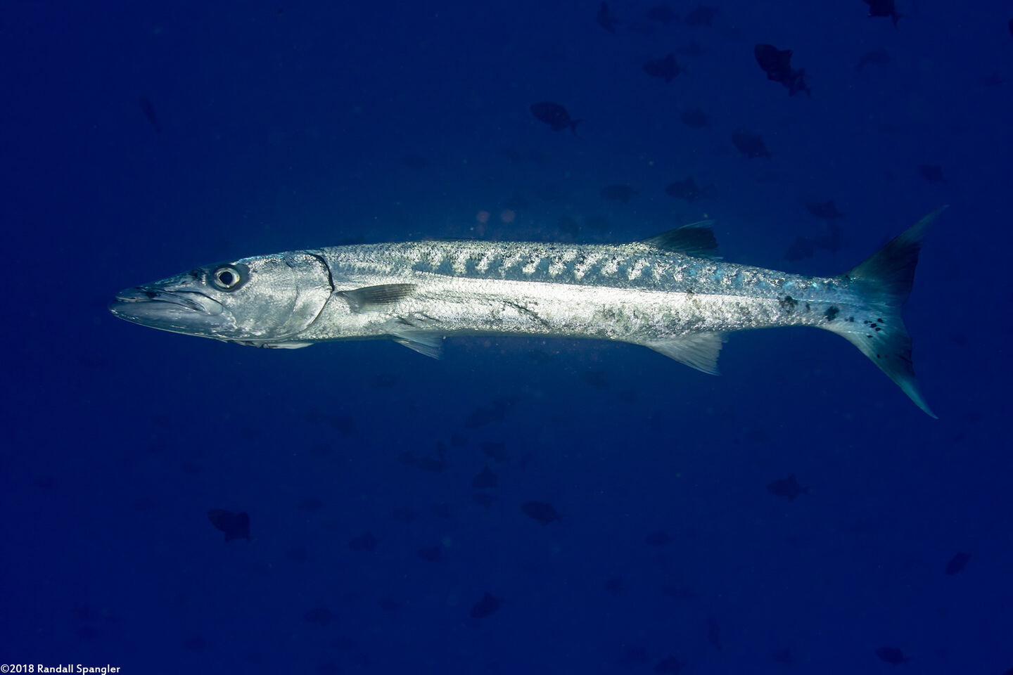 Sphyraena barracuda (Great Barracuda)