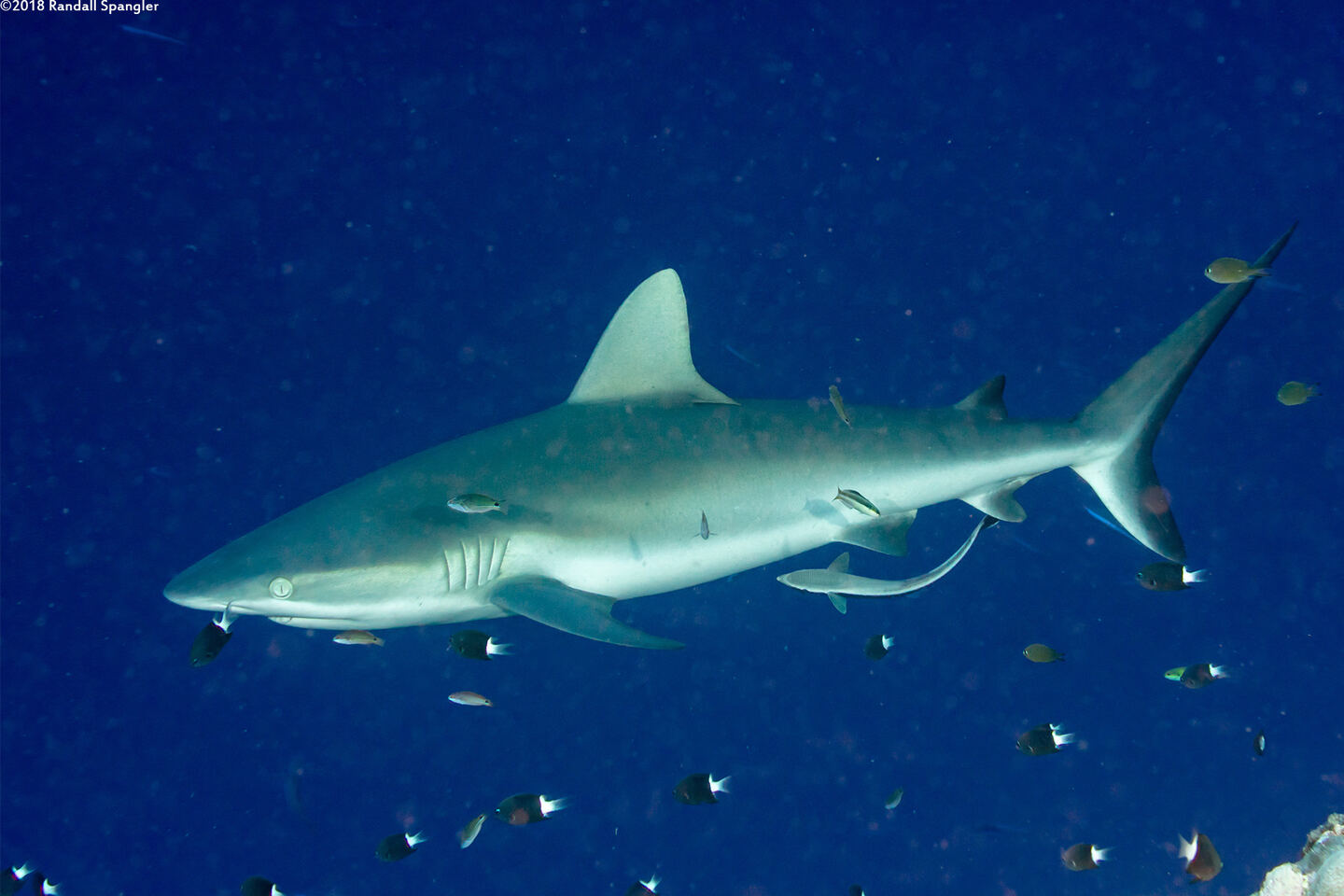 Carcharhinus amblyrhynchos (Gray Reef Shark)