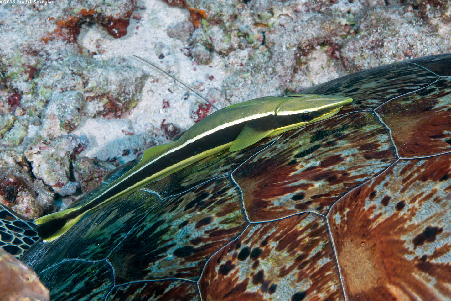 Echeneis naucrates (Sharksucker)