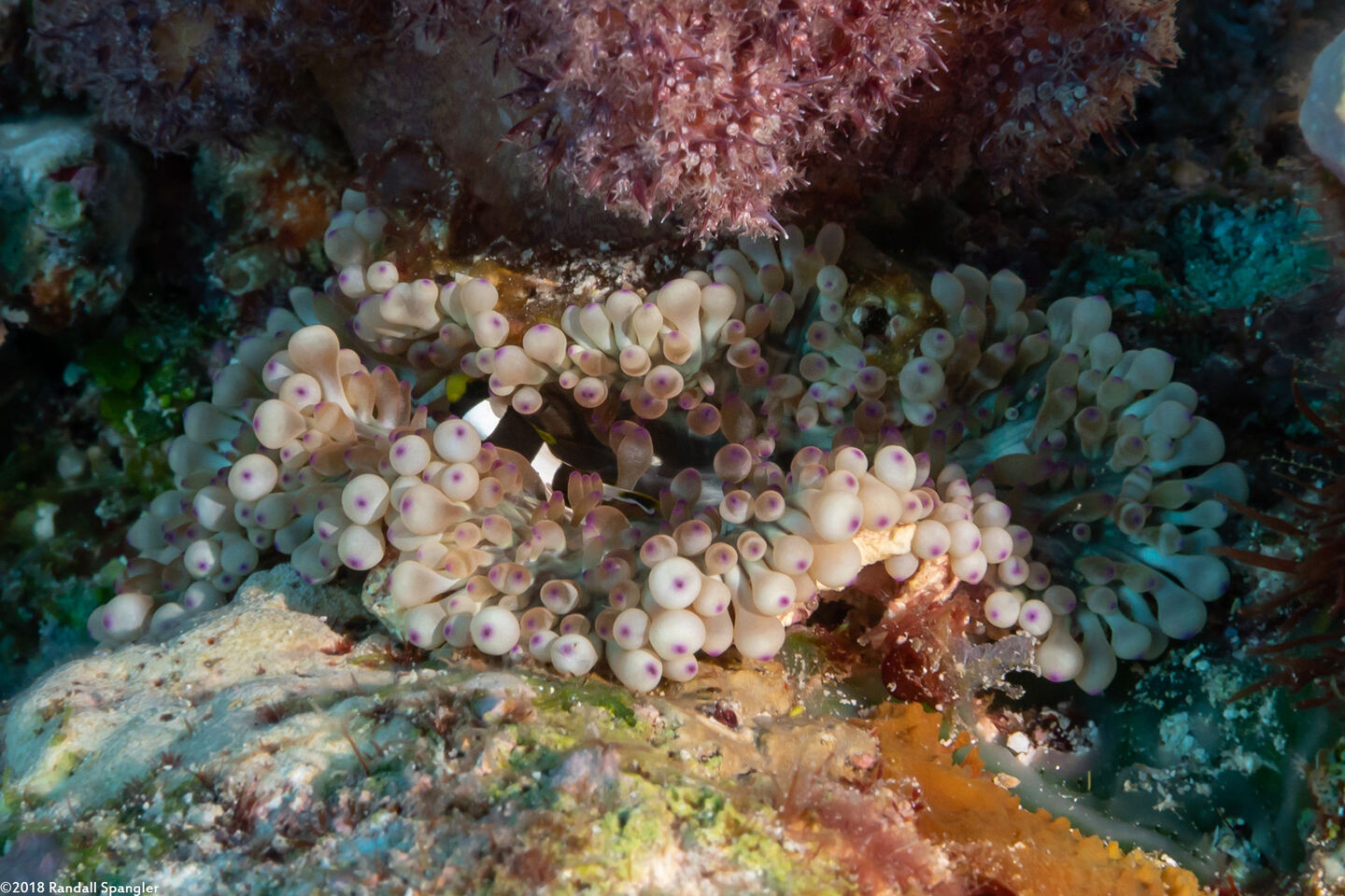 Entacmaea quadricolor (Bubble-Tip Anemone)
