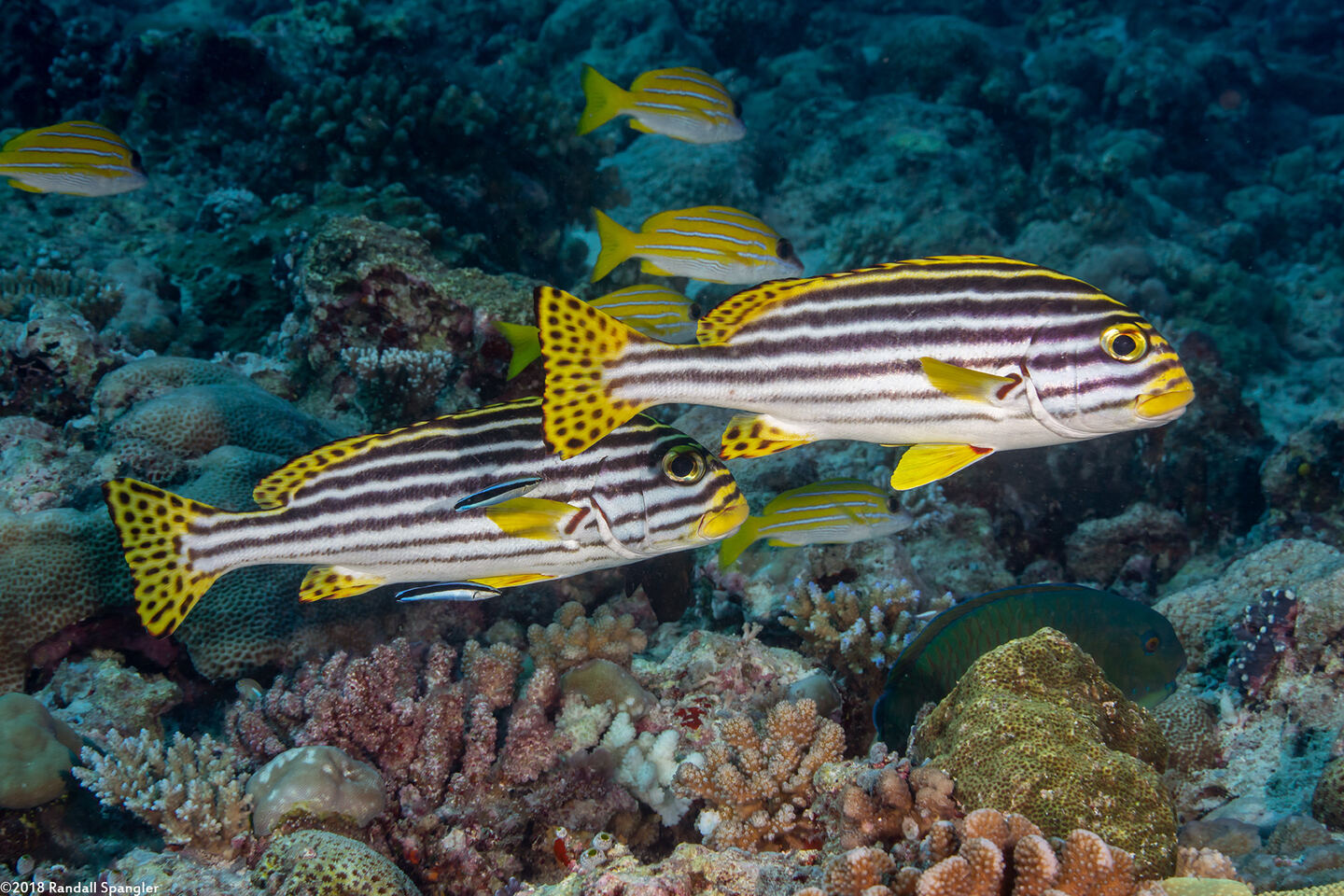 Plectorhinchus vittatus (Oriental Sweetlips)
