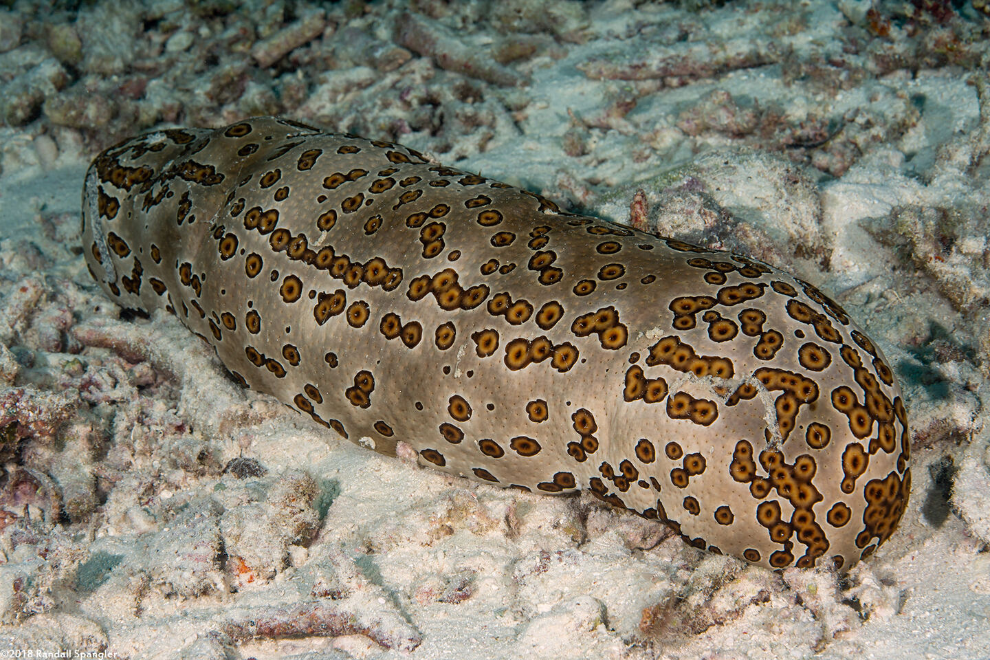 Bohadschia argus (Argus Sea Cucumber)