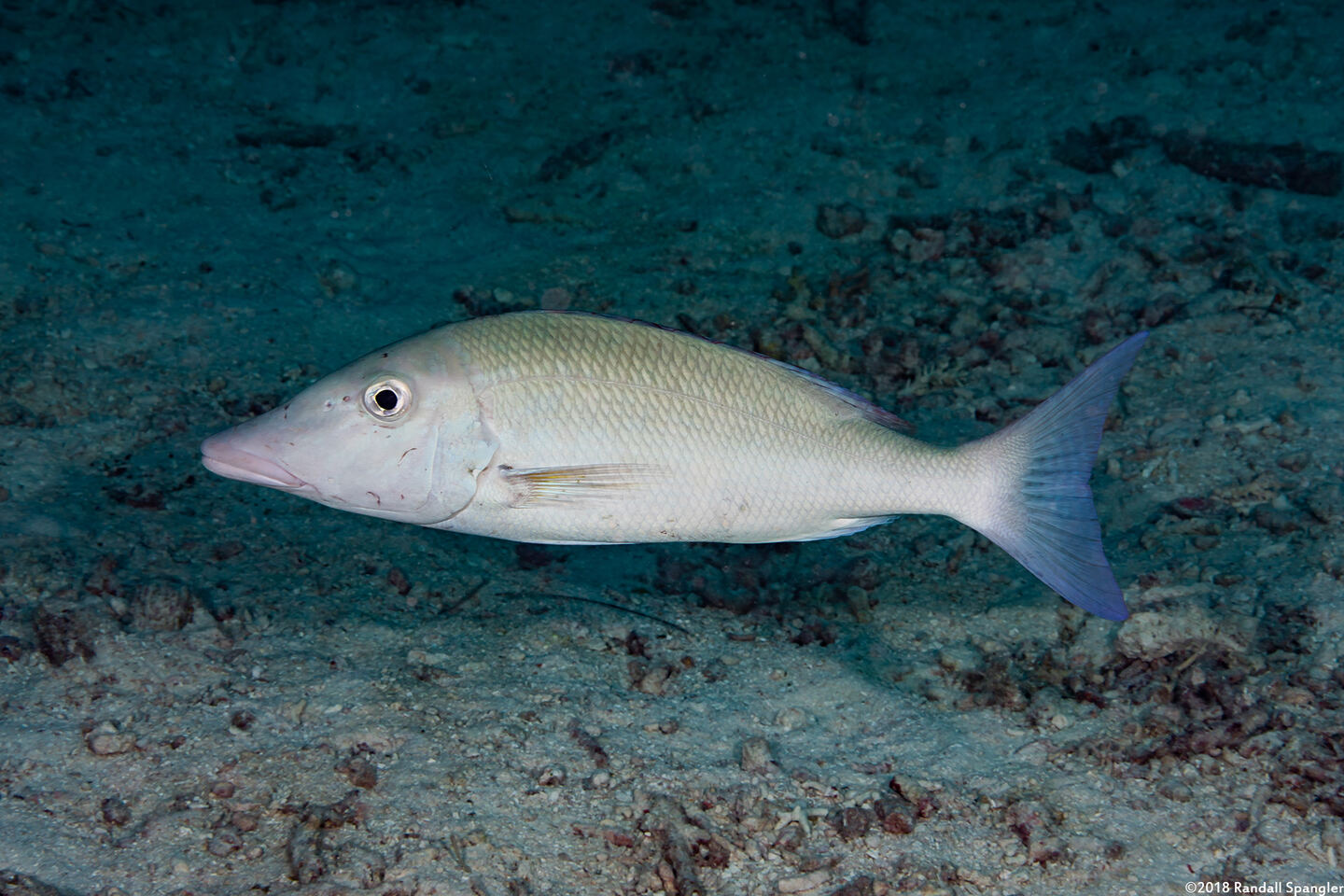 Lethrinus olivaceus (Longface Emperor)