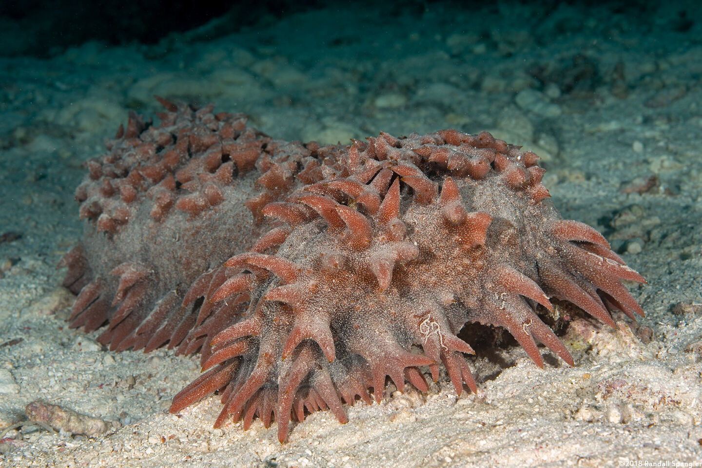 Thelenota ananas (Pineapple Sea Cucumber)