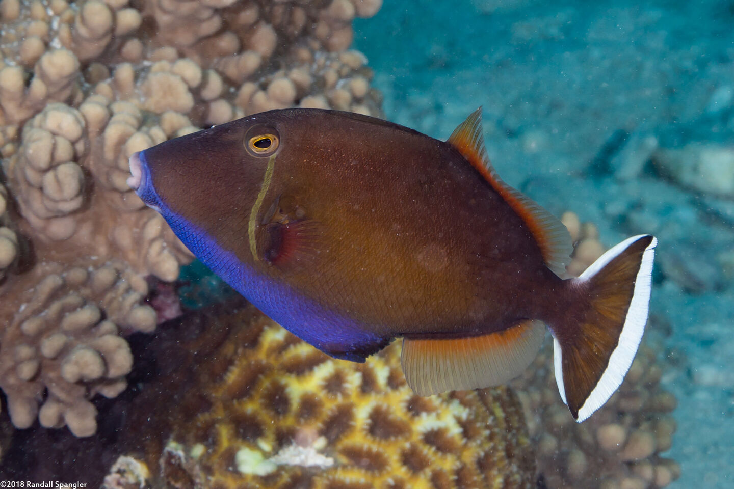 Sufflamen chrysopterum (Flagtail Triggerfish)