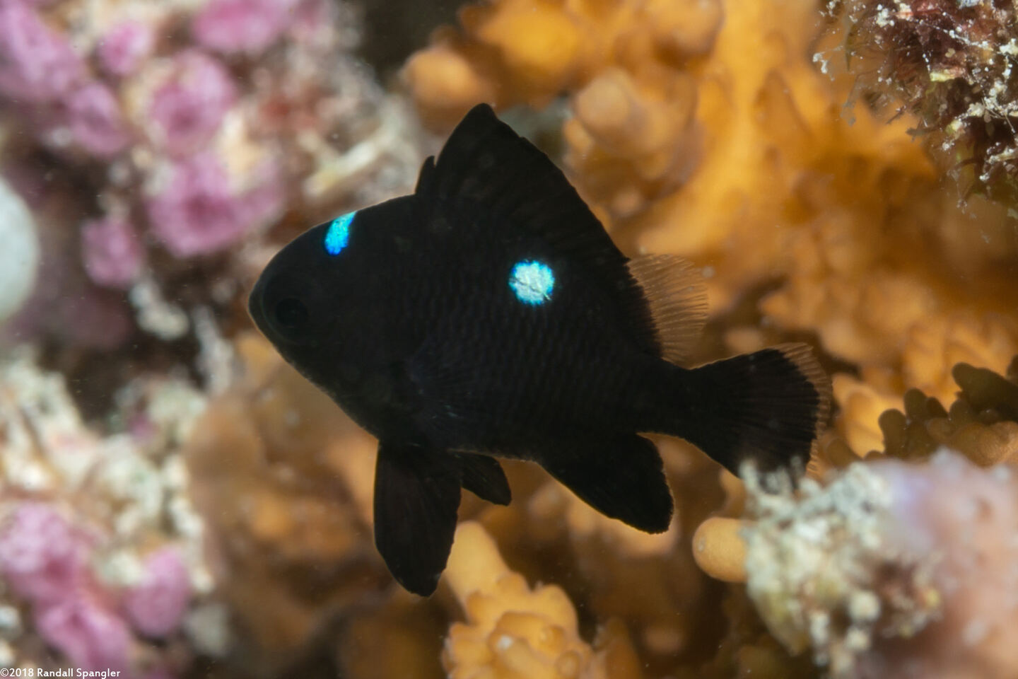 Dascyllus trimaculatus (Threespot Dascyllus)