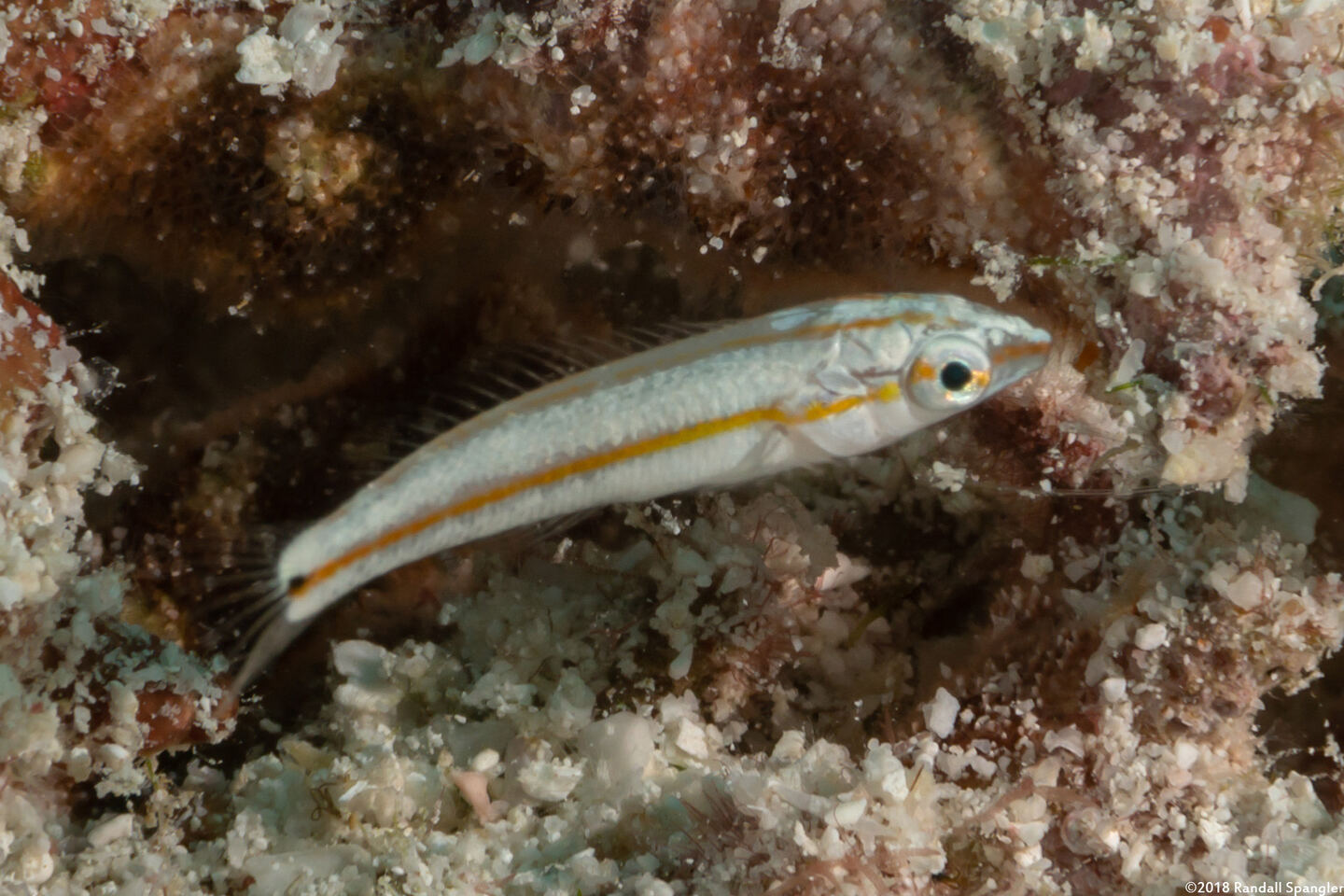 Leptojulis cyanopleura (Shoulderspot Wrasse)