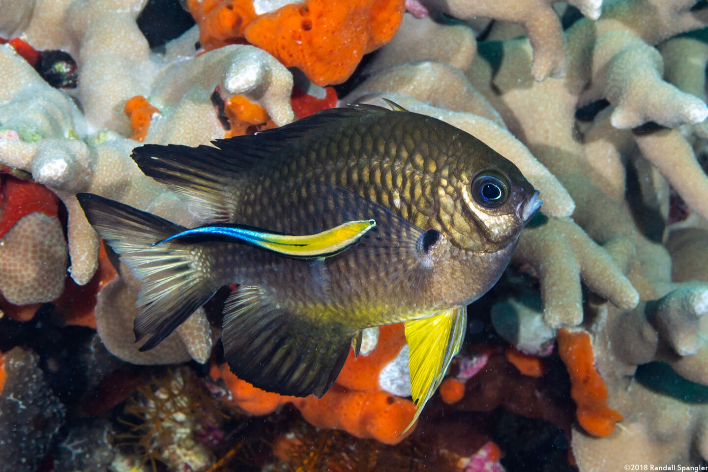 Labroides dimidiatus (Bluestreak Cleaner Wrasse)