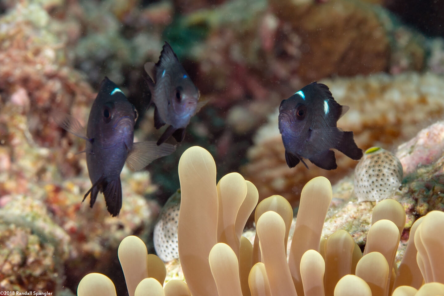 Dascyllus trimaculatus (Threespot Dascyllus)