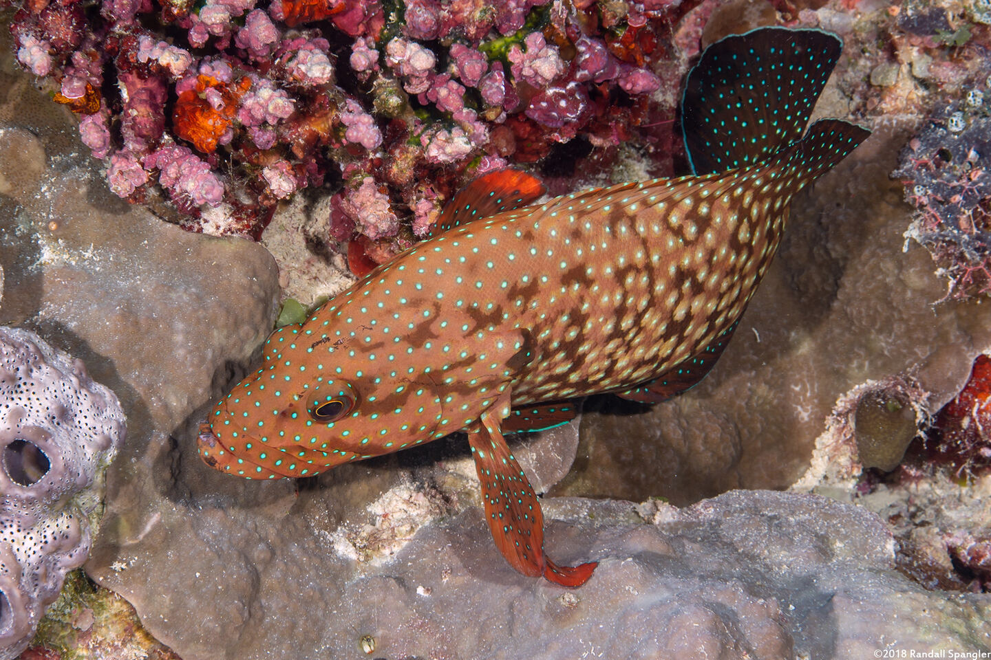 Cephalopholis cyanostigma (Bluespotted Grouper)
