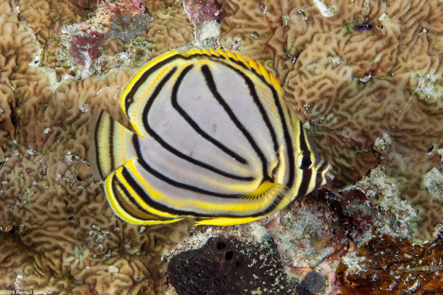 Chaetodon meyeri (Meyer's Butterflyfish)