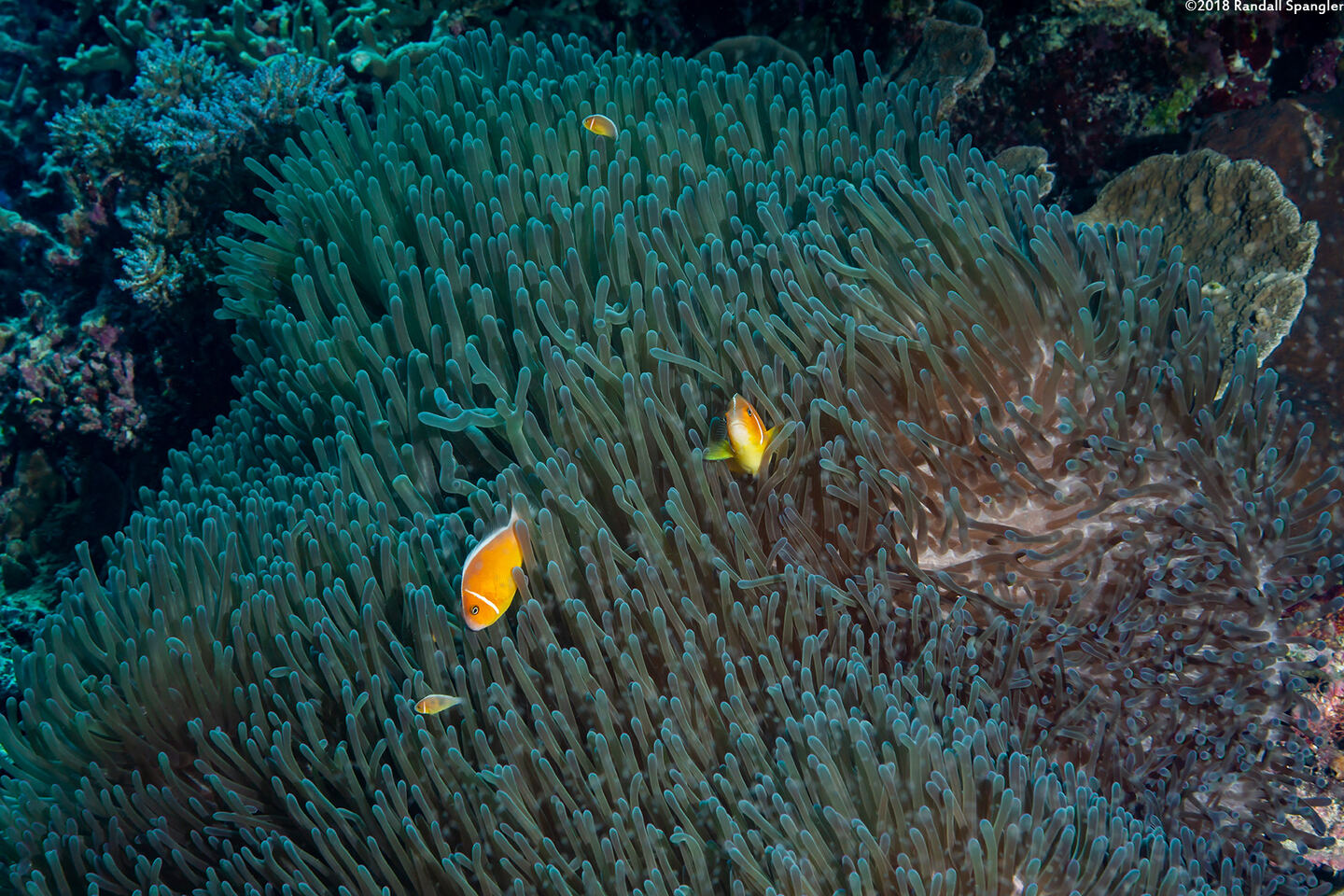 Heteractis magnifica (Magnificent Sea Anemone)