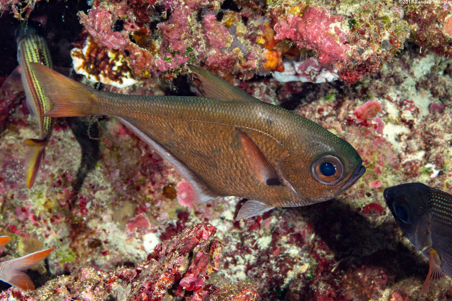 Pempheris oualensis (Copper Sweeper)