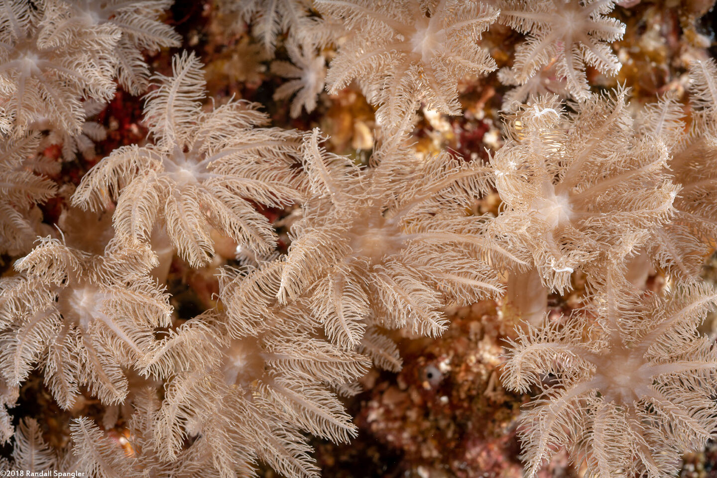 Clavularia sp.1 (Clavularia sp.1)