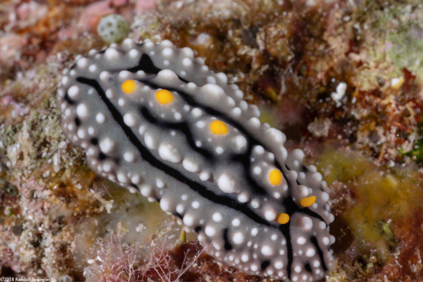 Phyllidia elegans (Elegant Phyllidia)