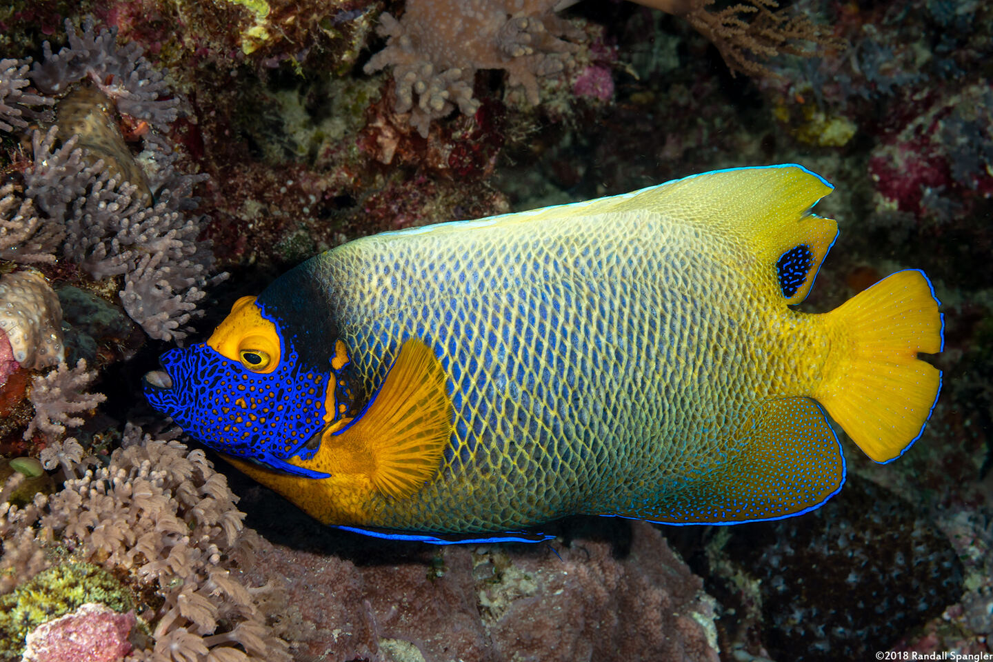 Pomacanthus xanthometopon (Yellow-Mask Angelfish)