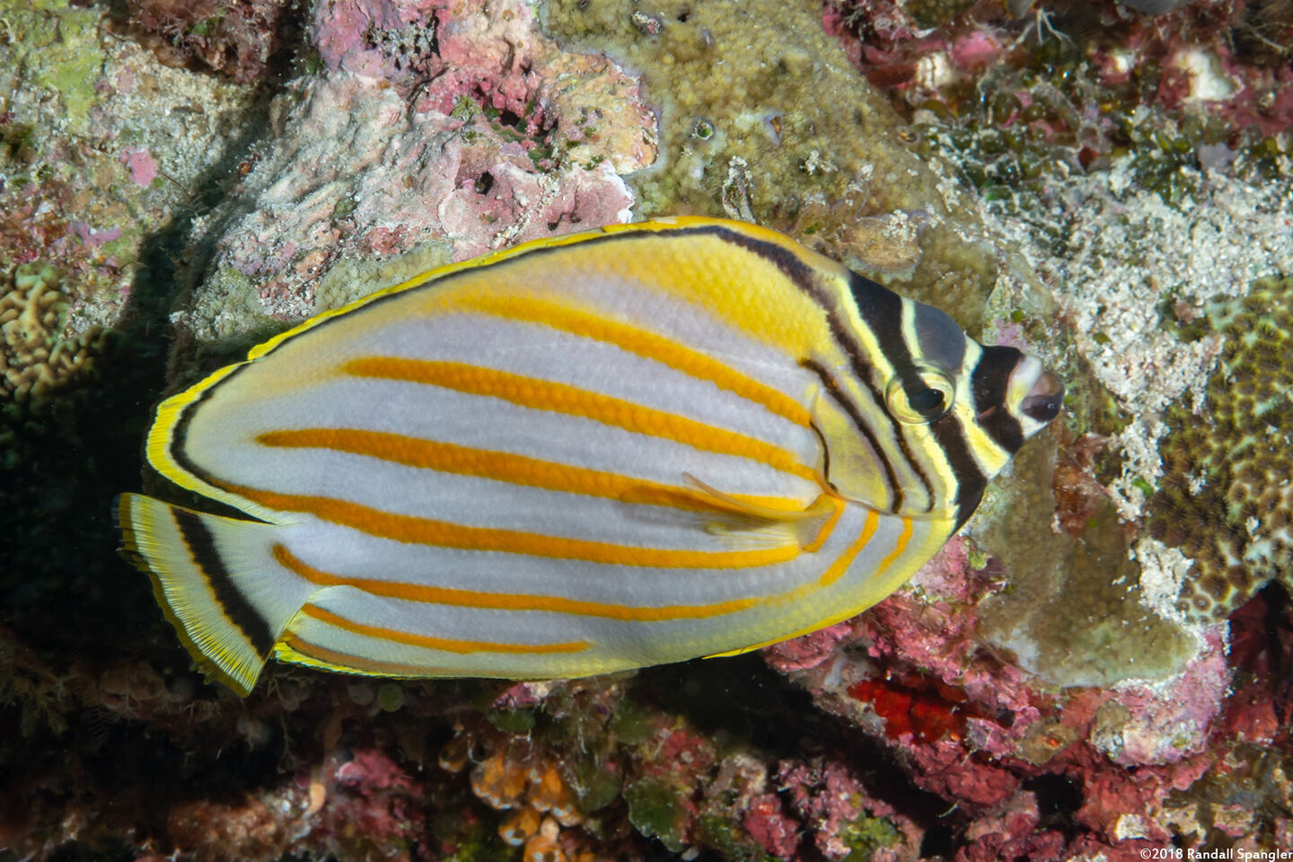Chaetodon ornatissimus (Ornate Butterflyfish)