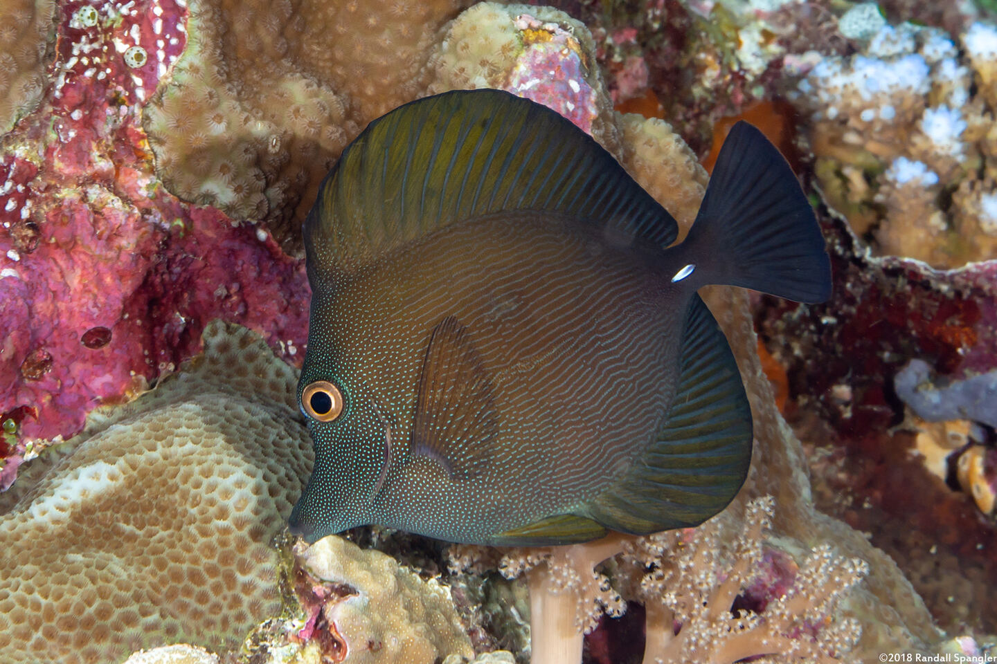 Zebrasoma scopas (Brushtail Tang)