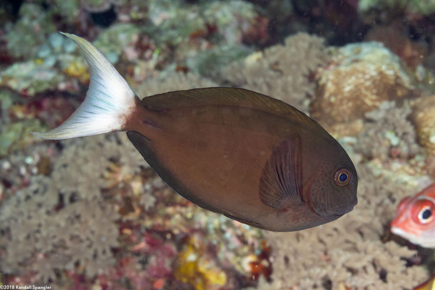 Acanthurus thompsoni (Whitetail Surgeonfish)