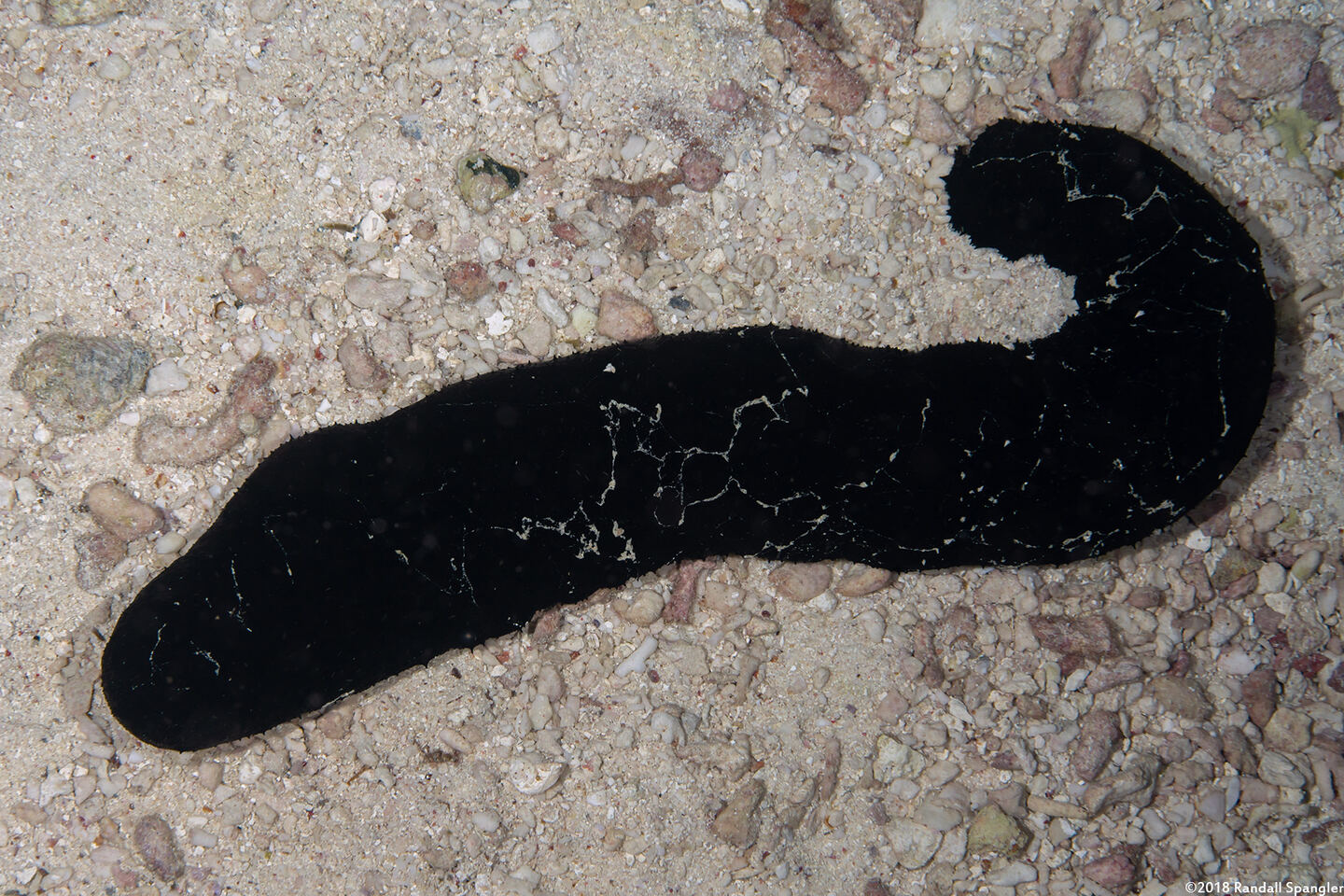 Actinopyga palauensis (Panning's Black Sea Cucumber)