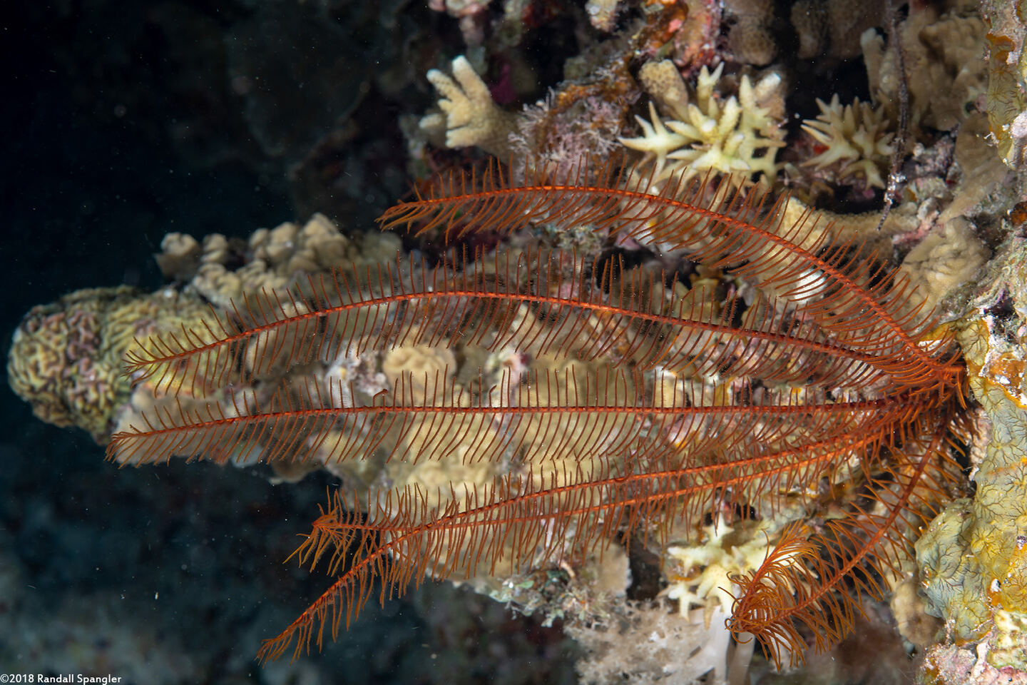Comanthus parvicirrus (Common Crevice Feather Star)