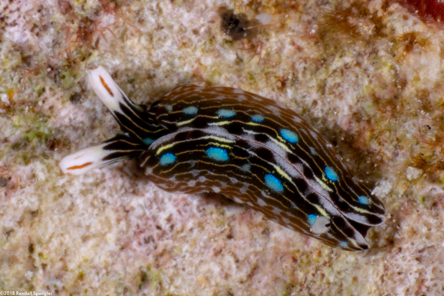 Thuridilla gracilis (Slender Sapsucking Slug)