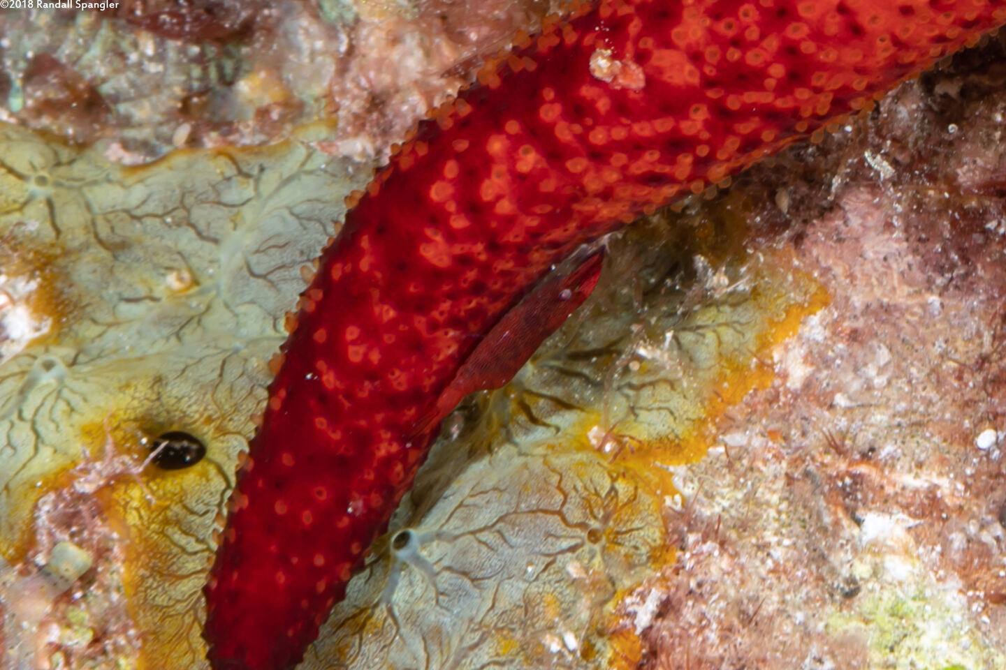 Zenopontonia soror (Sea Star Shrimp)