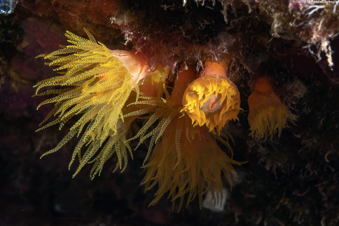 Tubastraea coccinea (Orange Cup Coral)