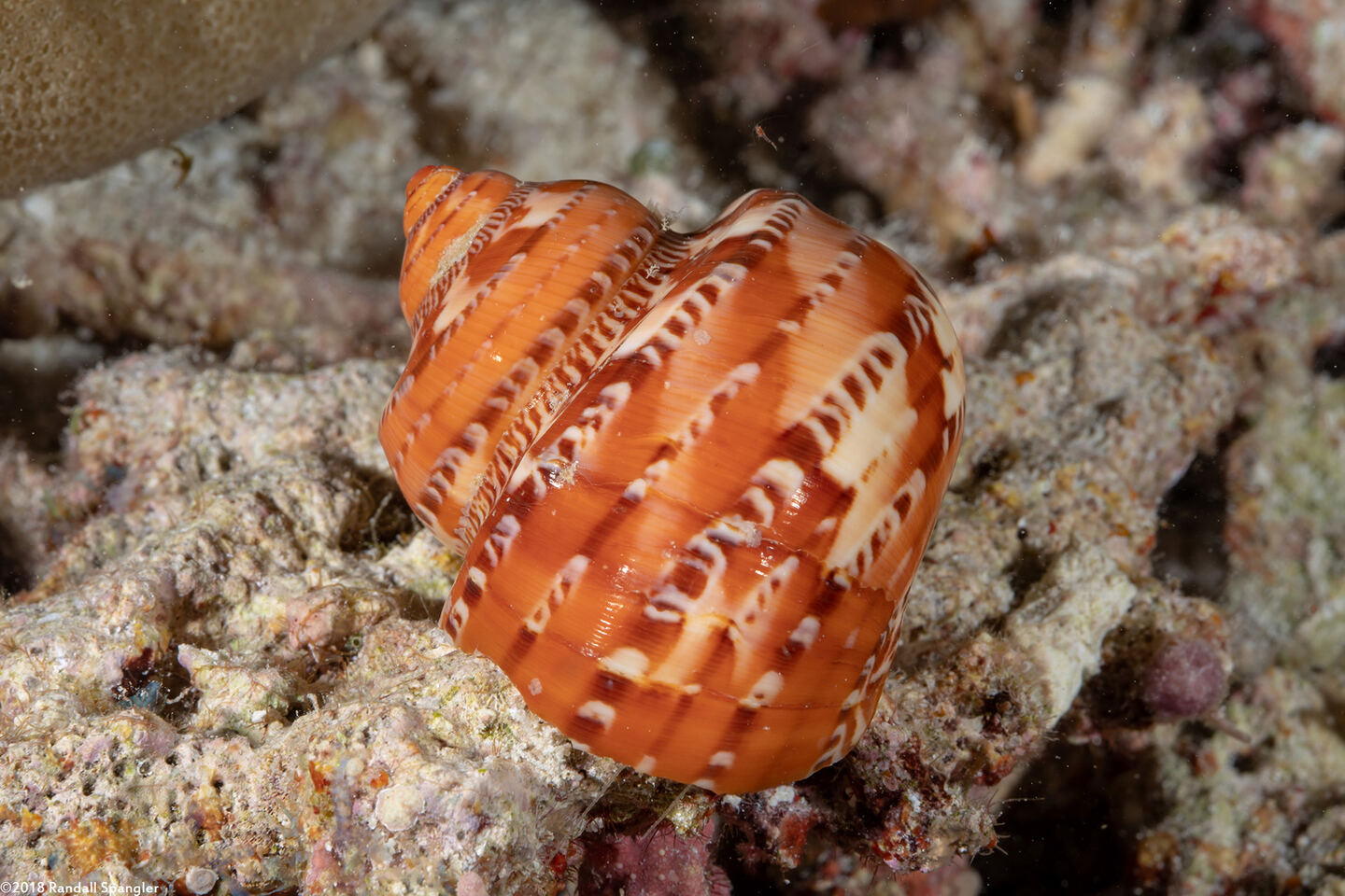 Turbo petholatus (Tapestry Turban)
