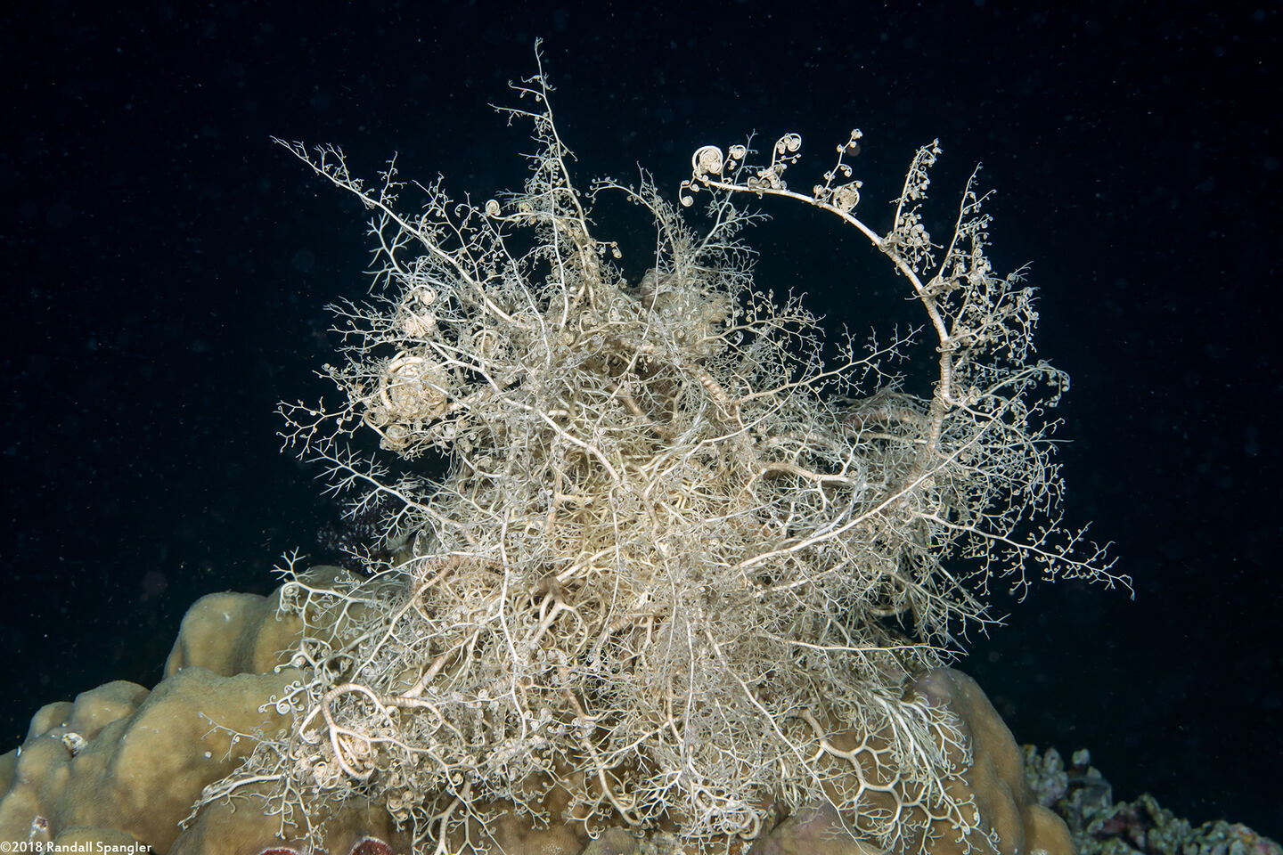 Astroboa nuda (Giant Basket Star)